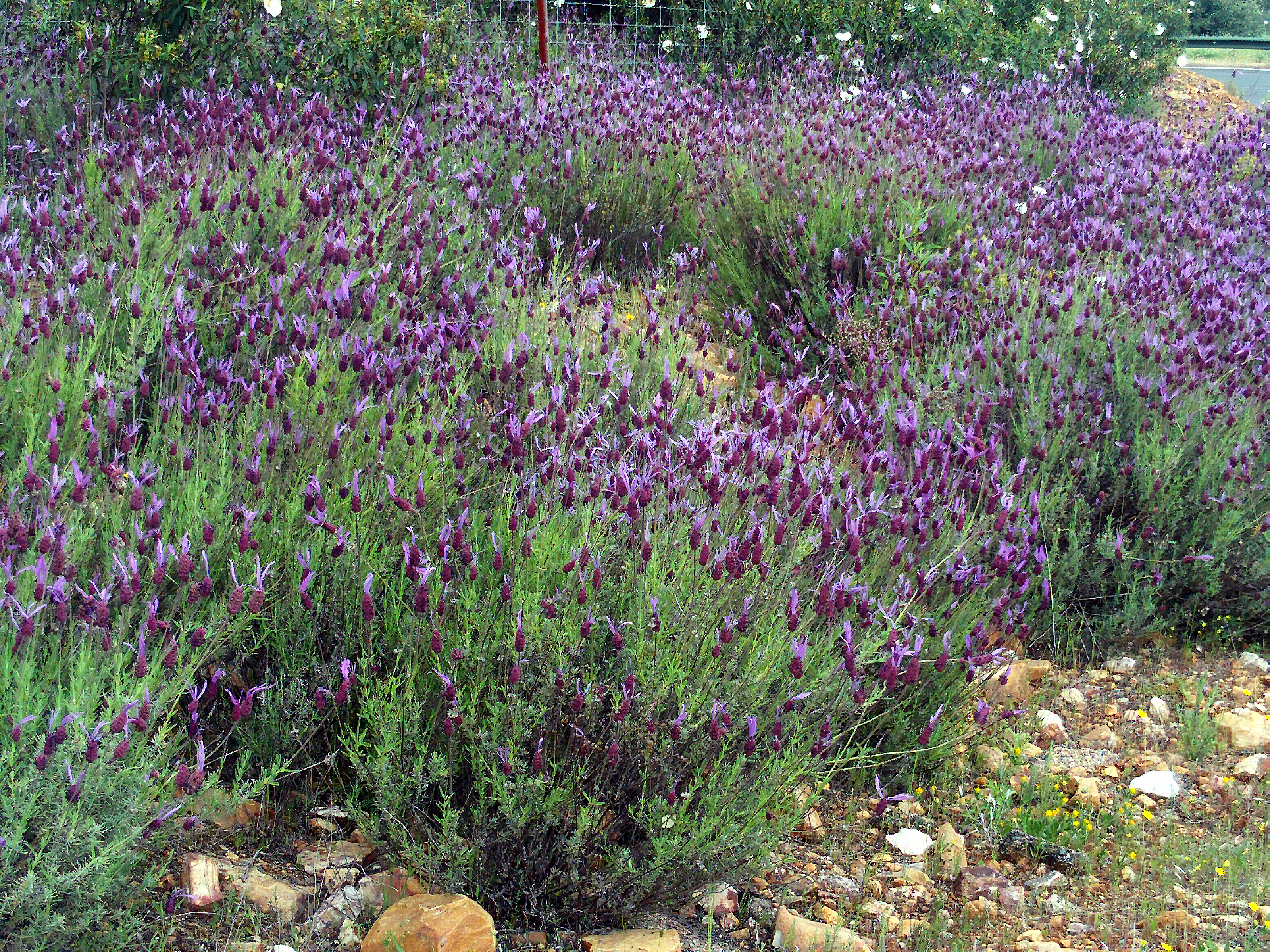 معرفی و راهنمای پرورش درختان زینتی - اسطوخدوس